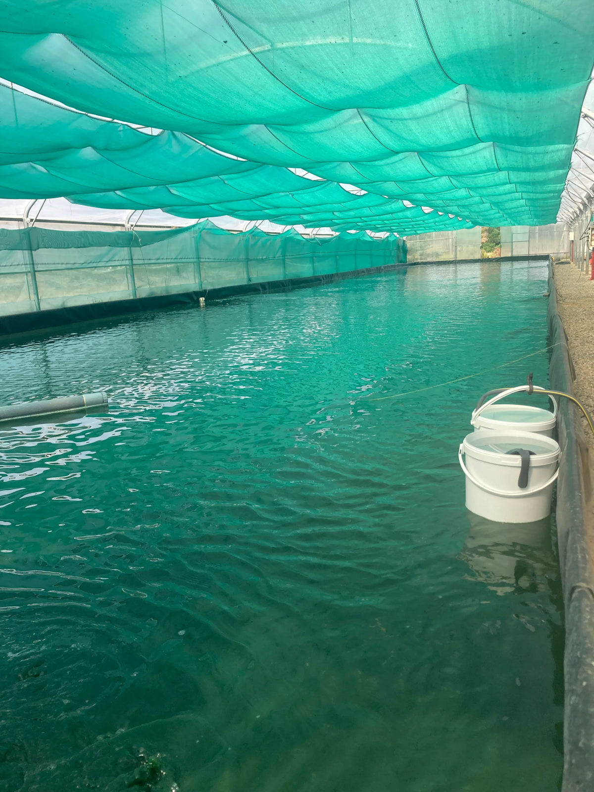 Les bassins de spiruline de Gilles, à Libourne