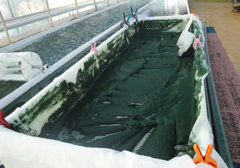Décantation de la spiruline en production