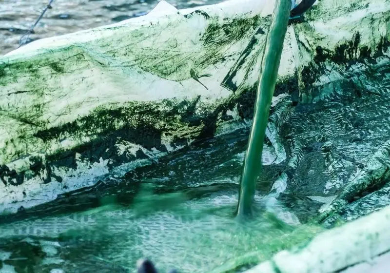 Récolte de la spiruline par filtration
