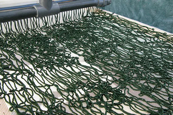 Séchage de la spiruline
