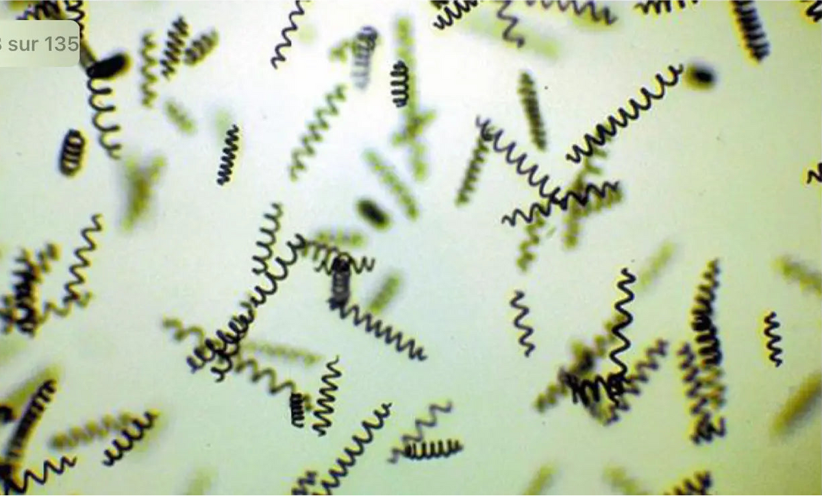 La spiruline vue au microscope